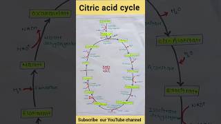 Trick to remember Krebs cycle [upl. by Butterfield]