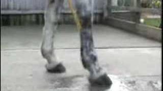 Cold Hosing a Flexor Tendon or Suspensory Ligament  HorseandRider UK [upl. by Rafi]