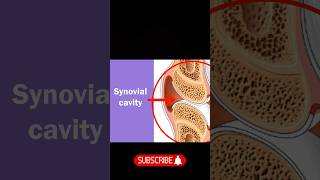 SYNOVIAL JOINTS Structure amp Functions biology synovial bones [upl. by Tarrance]