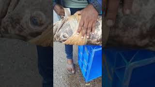 Hamour fish export  grouper fish  gobra fish  fishing  seafood [upl. by Airolg142]