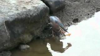 GREEN HERON CATCHING FISH0001wmv [upl. by Aia]