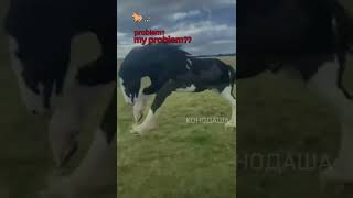 Согласны конныйспорт horse рек спорт edit залетит [upl. by Nabetse]