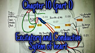 Excitatory and conductive system of heart Chapter 10 part 1 Guyton and hall text book of physiology [upl. by Hanavas]