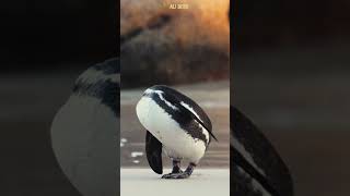 quotحقائق مذهلة عن البطريق 🐧❄️ الحياةالبرية البطريق اكسبلورanimals wildlife [upl. by Akimik282]