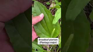 Herbalism Minute Narrow leaf amp Broadleaf Plantain Herb comparison earthseeddetroit [upl. by Yesor]