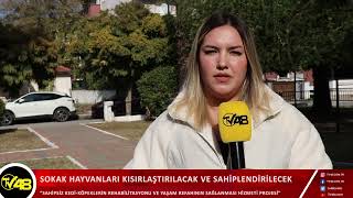 SOKAK HAYVANLARI KISIRLAŞTIRILACAK VE SAHİPLENDİRİLECEK [upl. by Squires615]