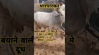 tharparkar gay  tharparkar gaay  थारपारकर गाय farming dairycows cow automobile [upl. by Trellas]