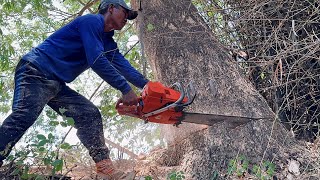 Cut down 2 dangerous leanings trees ‼️ Husqvarna 395xp chainsaw [upl. by Lias]