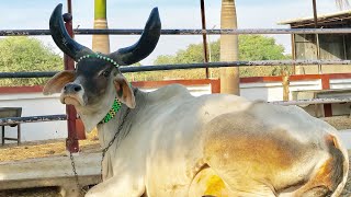 ORIGINAL KANKREJ COW  Kankrej cows  Guzera  guzerat  guzera vacas  Guzerat vacas [upl. by Hgielrebmik]