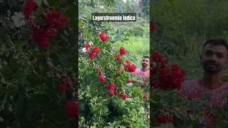 Lagerstroemia indica red and white combined plants flowers tree shortsvideo shorts [upl. by Pascal986]