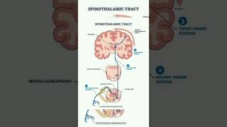 Spinothalamic Tract shorts [upl. by Pip522]