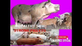 HEALTHY SOWS BEAUTIFUL PIGLETSGOOD GENETIC PIGS [upl. by Stu]