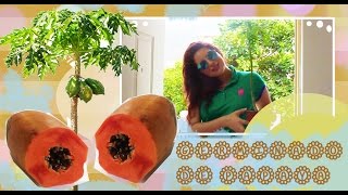 LLEgo VERANo Como Sembrar y Germinar semillas de PAPAYA D [upl. by Acimehs]