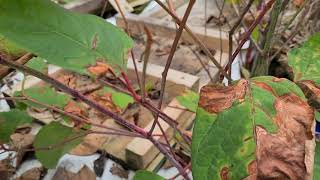 Treatment Of Japanese Knotweed Five Weeks After Being Sprayed With Glyphosate Herbicide [upl. by Alicia132]