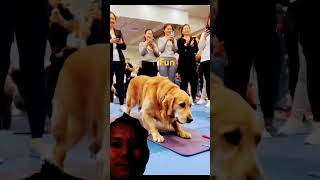 dog ilovegoldenretrievers goldenretriever goldenretrieversclub doglover goldenpup pets golde [upl. by Harlin130]