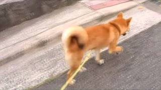 重症筋無力症柴犬 次元のお散歩amp休憩♪2011年9月28日 [upl. by Anrehs]