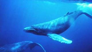 Chant des baleines  whales singing [upl. by Breed]