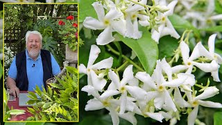 JASMIN ÉTOILÉ LA GRIMPANTE IDÉALE PERSISTANTE FLORIFÈRE ET PARFUMÉE Le Quotidien du Jardin N°218 [upl. by Timon]