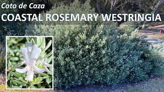 COASTAL ROSEMARY Westringia fruticosa rosmarinus Facts Plant Care Propagation Coto de Caza CA [upl. by Annez]