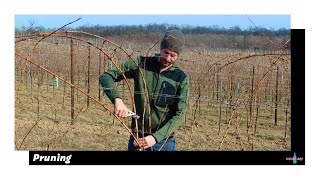 V02  Pruning  Simont amp Sirch  The first step to quality [upl. by Henryk]