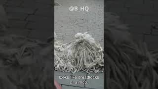 The Majestic and Mysterious Komondor  Unraveling the Myth Behind Hungarys Unique Dreadlock Dog [upl. by Ellered]