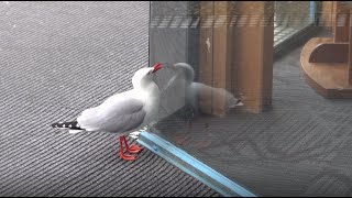 Red billed gull attacks reflection [upl. by Eloci]