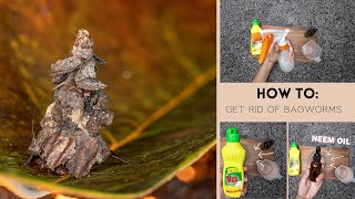 Just 2 Ingredients to Naturally Eliminate Bagworms on Your Trees Homemade Spray [upl. by Rauch]