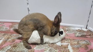 발정난토끼💕충격적인 반전  ♡Rabbit mating [upl. by Josy]