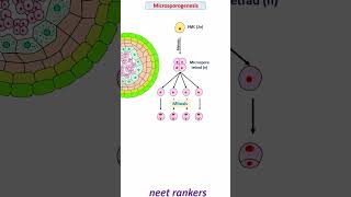 Microsporogenesis and formation of Pollen grain neetrankers neetmotivation neetpreparation neet [upl. by Adnawad]