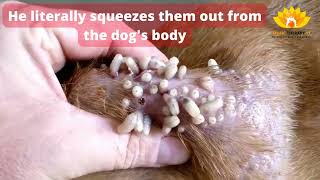 How to treat a dog with Mango Worms Infestation 😲 [upl. by Kcirdnekal]