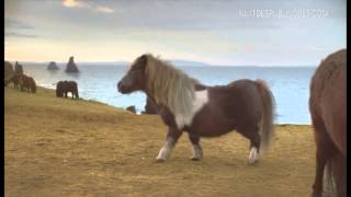 Incroyable  Un poney qui fait le moonwalk à la Nuit des Publivores [upl. by Ahserak]