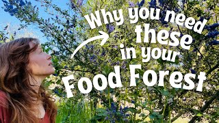 Demystifying Nitrogen Fixation to Create a SelfSufficient Food Forest [upl. by Salisbury]