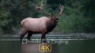 Natures Best Sounds  Elk Bugling in 4k [upl. by Ronni34]