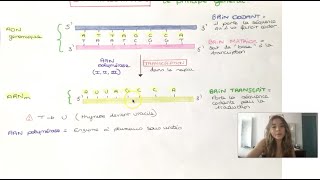 LA TRANSCRIPTION EUCARYOTE postbac [upl. by Dickens882]