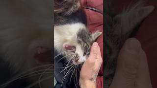 Giving Thor some Loving cat catcat catlovers cats catlover animallover hepcat ska furbaby [upl. by Akemit]