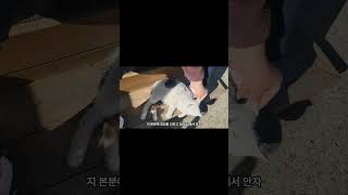 길냥이 나비를 소개합니다 길양이 입양 [upl. by Bradeord539]