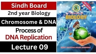 process of DNA replication  chromosome and DNA  class 12 biology Sindh board [upl. by Arok733]