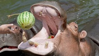 Hippo poops and splash all over and eating watermelon with one bite Wild Animal Documentary [upl. by Nicoli]