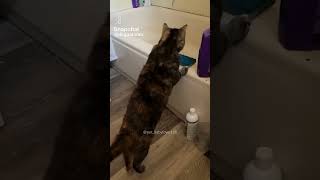 Vidéo drôle de chat [upl. by Marci]