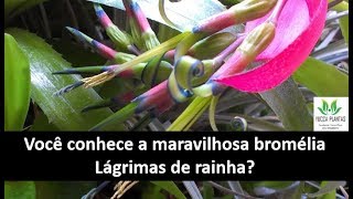 LÁGRIMAS DE RAINHA Billbergia nutans [upl. by Aisylla]