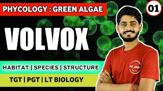 Chlorophyceae  Volvox Algae in Hindi  Classification Habitat Structure Occurence  TGT PGT  01 [upl. by Ahseenak547]