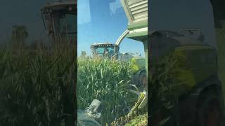 onboard fendt 8️⃣2️⃣0️⃣ corn silage with claas Jaguar 980👀 mais [upl. by Finkelstein529]