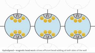 Efficient washing of magnetic beads [upl. by Garlen]