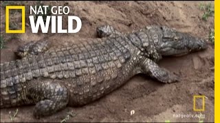 Hatching Crocs  Nat Geo Wild [upl. by Kahaleel257]