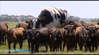 Is this the biggest bullock in the world [upl. by Eocsor]