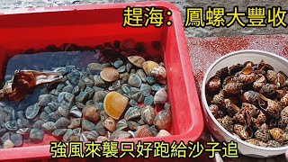 鳳螺大豐收，風大就是要衝才能收穫滿滿，福寶濕地 [upl. by Weyermann438]