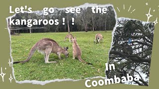 【オーストラリア留学6】学校終わりにカンガルーがいる公園に行ったら想像以上に沢山いた🦘🐨 [upl. by Leirad]