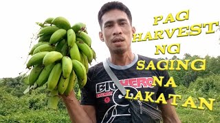 HARVEST TIME SAGING NA LAKATAN [upl. by Mouldon]