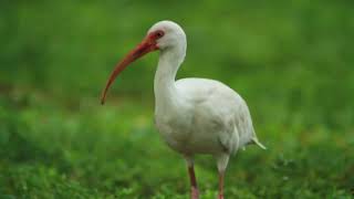 White ibis American white Ibis [upl. by Allemahs]