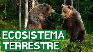 El ECOSISTEMA TERRESTRE sus animales flora tipos y características🌳 [upl. by Goines]